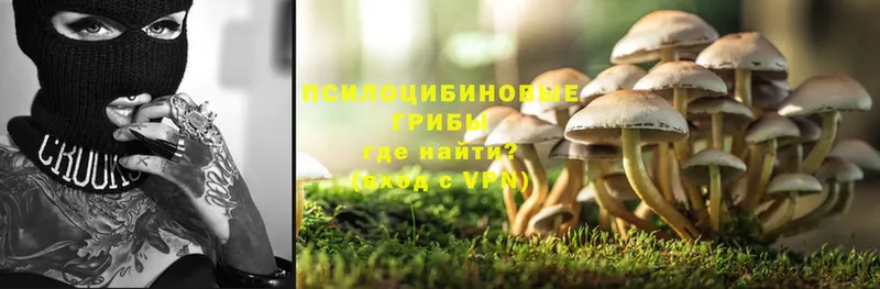 цены   Асбест  Галлюциногенные грибы Psilocybine cubensis 